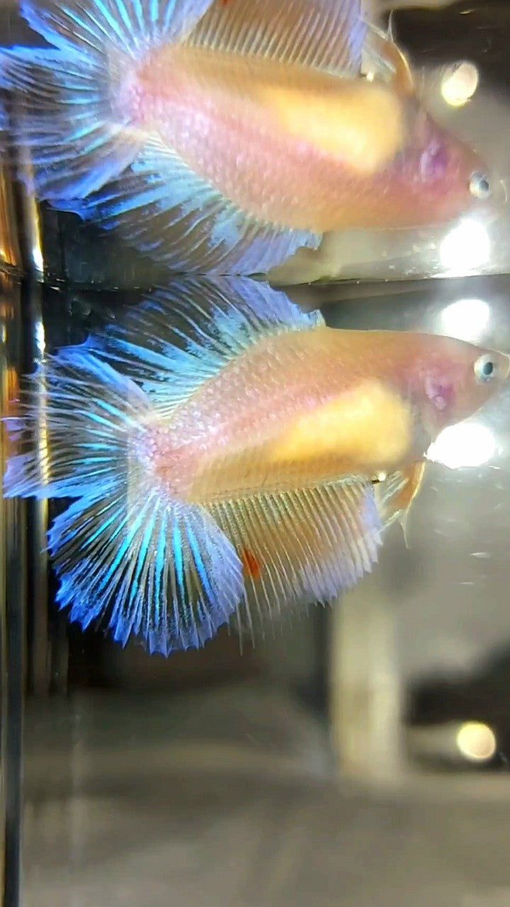 WEIBLICHER HALFMOON DOUBLE TAIL ARMAGEDDON PREMIUM BETTA FISH
