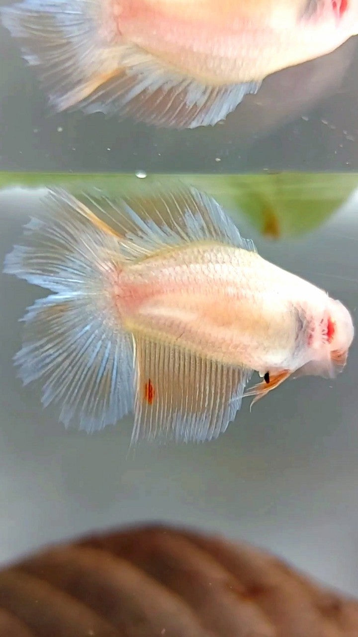 WEIBLICHER HALFMOON DOUBLE TAIL ARMAGEDDON PREMIUM BETTA FISH