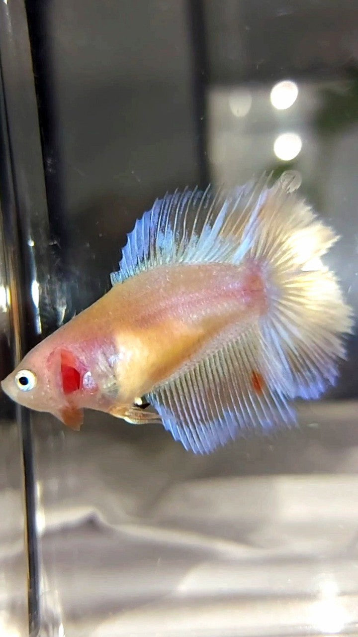 WEIBLICHER HALFMOON DOUBLE TAIL ARMAGEDDON PREMIUM BETTA FISH