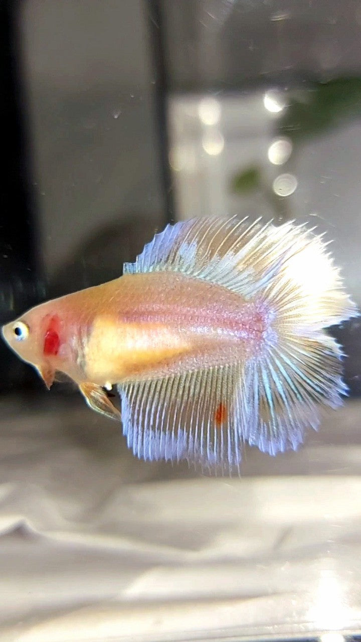 WEIBLICHER HALFMOON DOUBLE TAIL ARMAGEDDON PREMIUM BETTA FISH