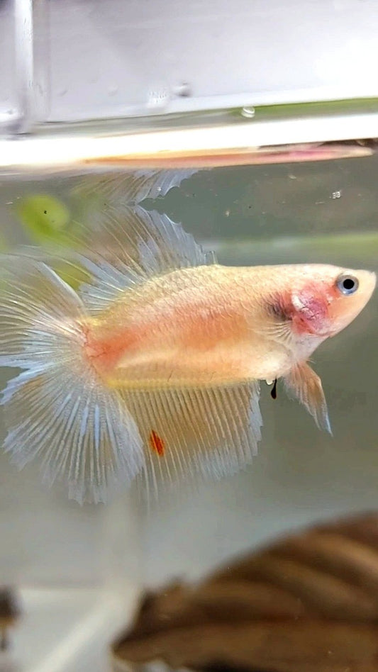 WEIBLICHER HALFMOON DOUBLE TAIL ARMAGEDDON PREMIUM BETTA FISH