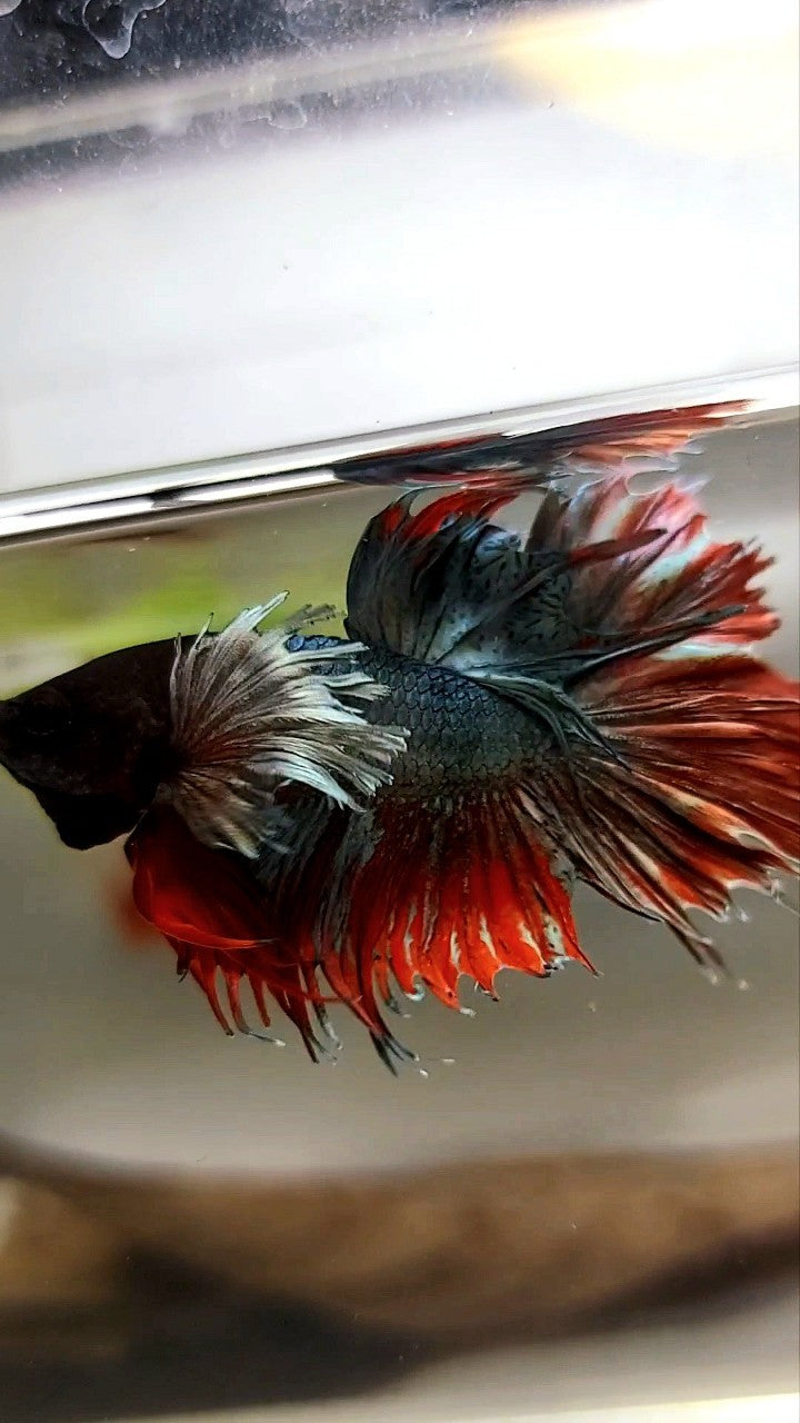 CROWNTAIL SUPER DUMBO EAR RED COPPER ARMY BETTA FISH