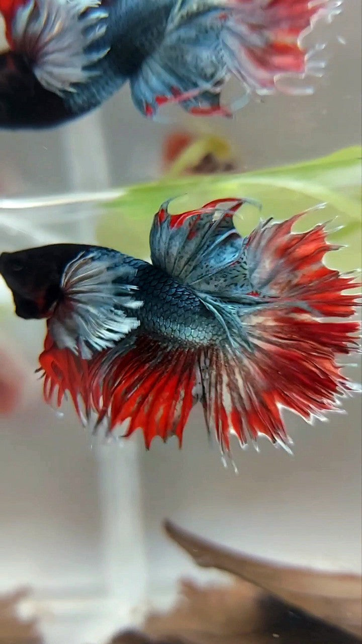 CROWNTAIL SUPER DUMBO EAR RED COPPER ARMY BETTA FISH
