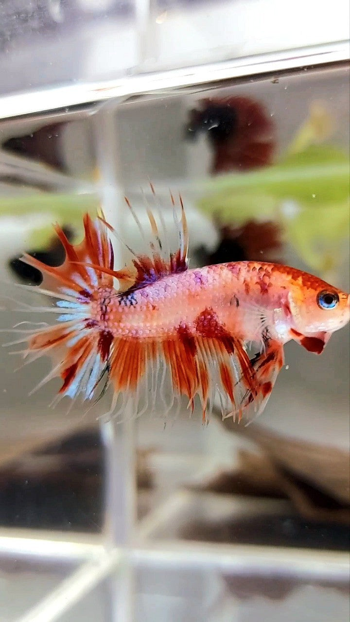 CROWNTAIL ORANGE KOI MULTICOLOR BETTA FISH