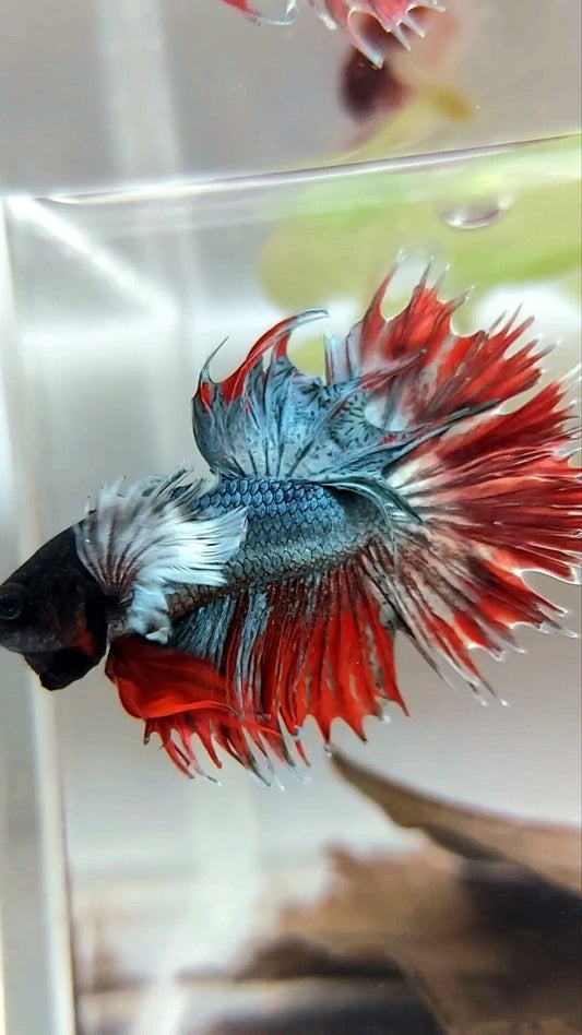 CROWNTAIL SUPER DUMBO EAR RED COPPER ARMY BETTA FISH