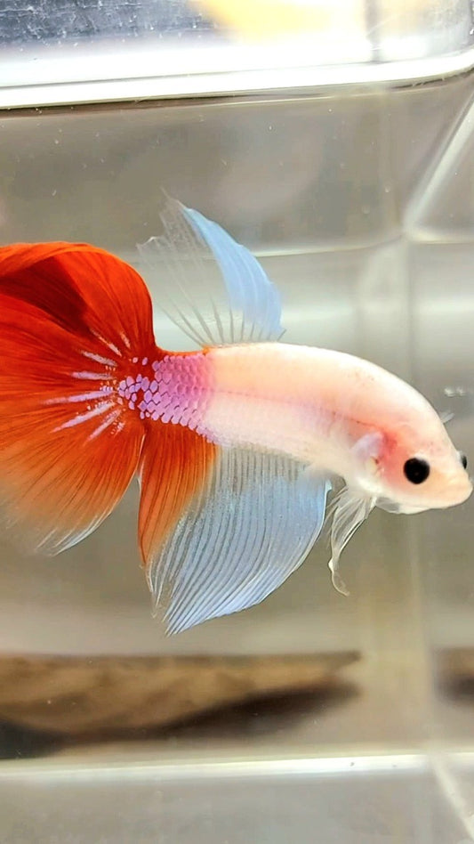 HALFMOON EINZIGARTIGER KOI RED TANCHO BETTA FISCH
