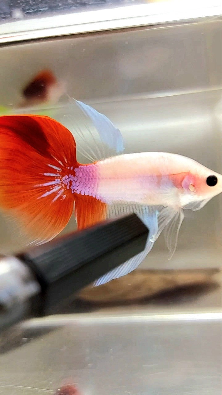 HALFMOON EINZIGARTIGER KOI RED TANCHO BETTA FISCH