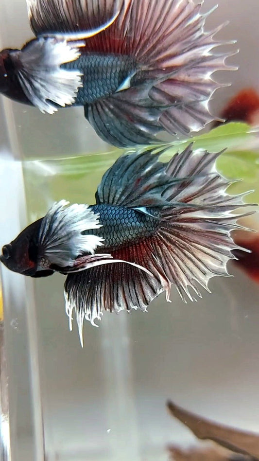 CROWNTAIL SUPER DUMBO EAR COPPER REDWASH BETTA FISH