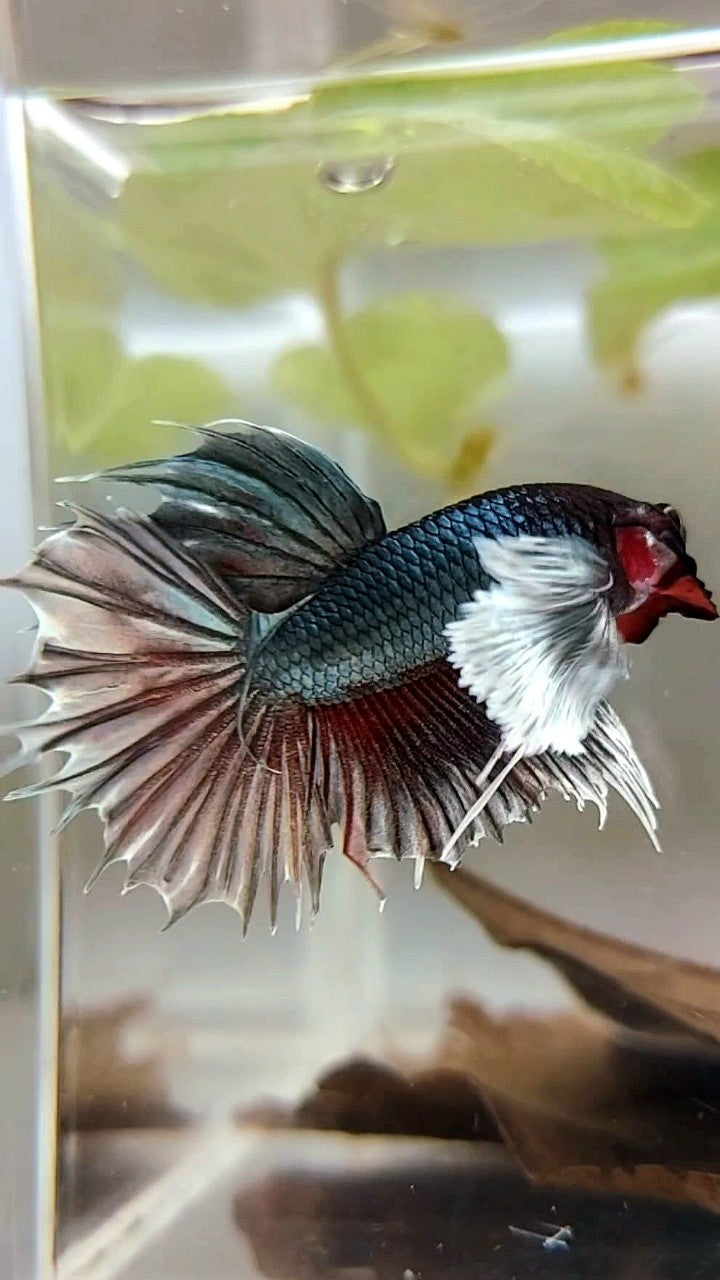 CROWNTAIL SUPER DUMBO EAR COPPER REDWASH BETTA FISH