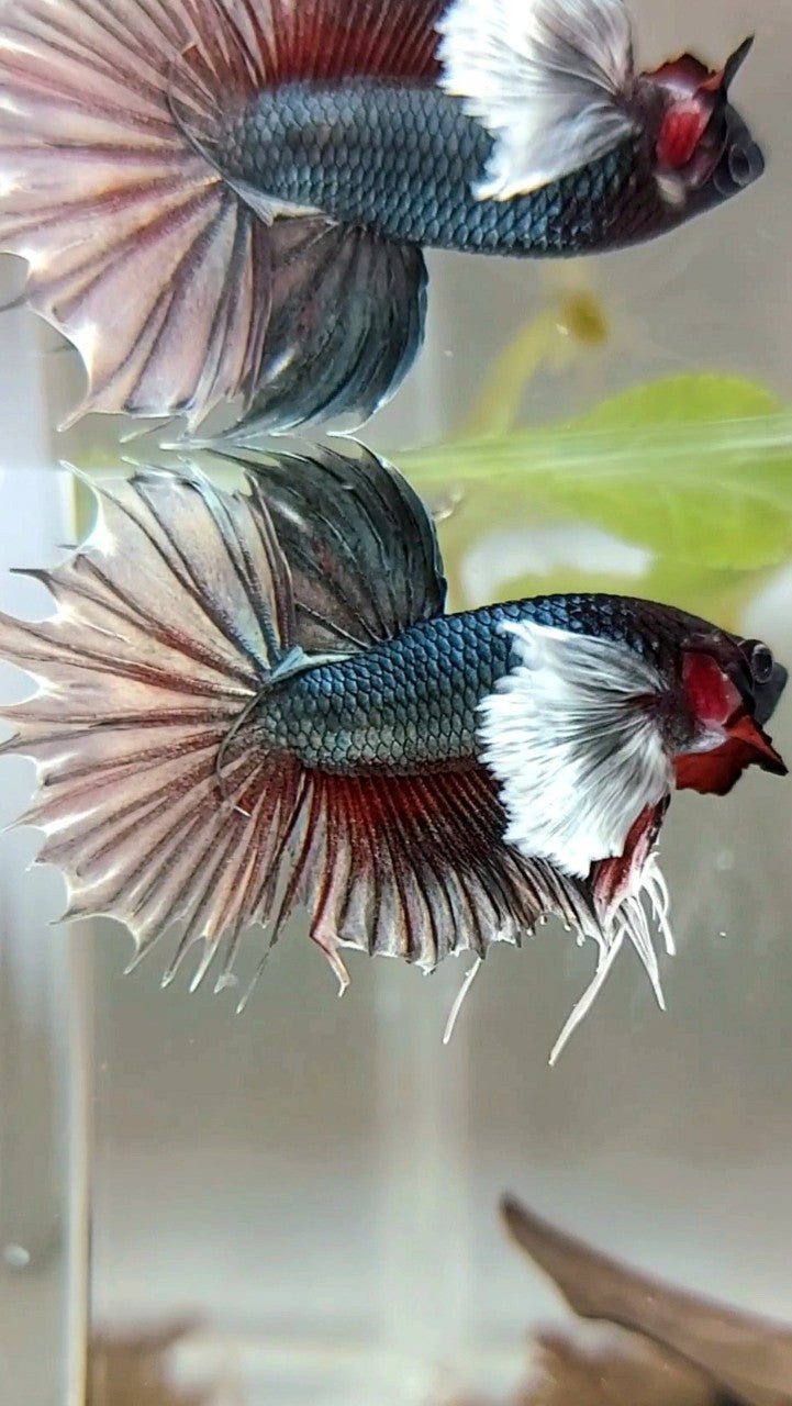 CROWNTAIL SUPER DUMBO EAR COPPER REDWASH BETTA FISH