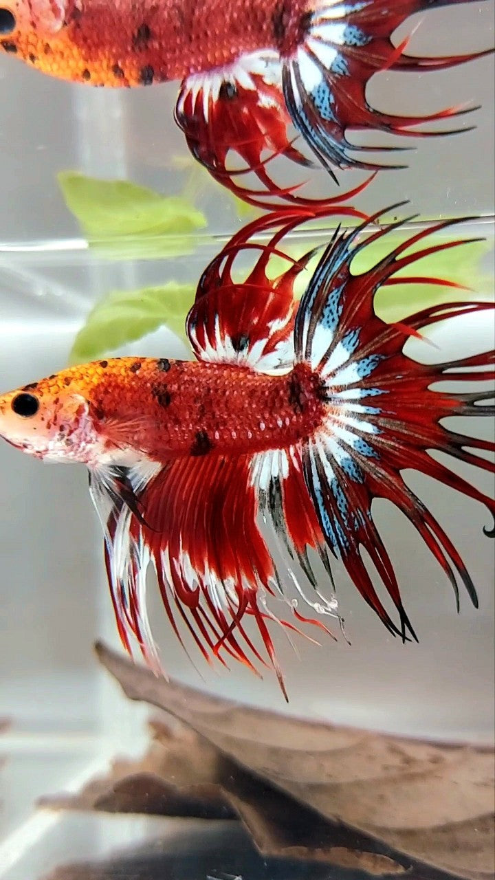 CROWNTAIL RED BLACK TIGER PATTERN MULTICOLOR BETTA FISH