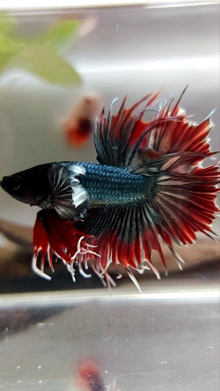 CROWNTAIL DUMBO EAR RED COPPER ARMY BETTA FISH