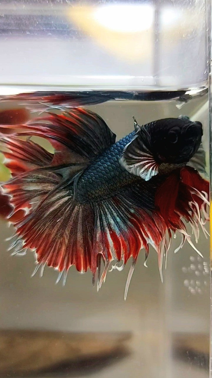 CROWNTAIL DUMBO EAR RED COPPER ARMY BETTA FISH