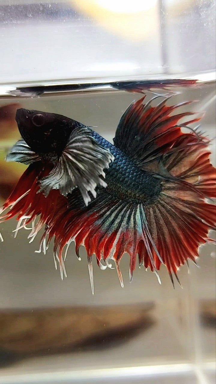 CROWNTAIL DUMBO EAR RED COPPER ARMY BETTA FISH