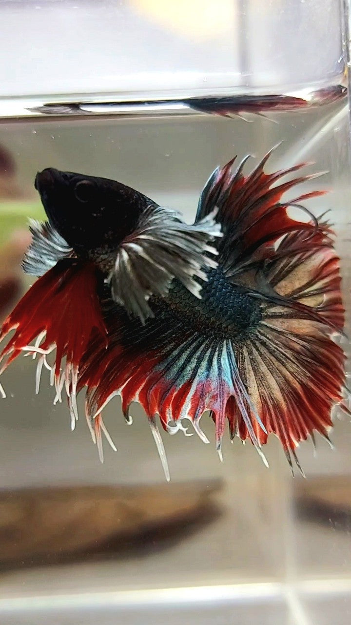 CROWNTAIL DUMBO EAR RED COPPER ARMY BETTA FISH
