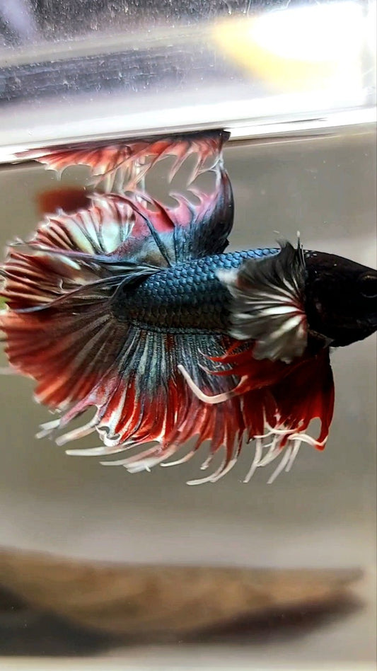 CROWNTAIL DUMBO EAR RED COPPER ARMY BETTA FISH