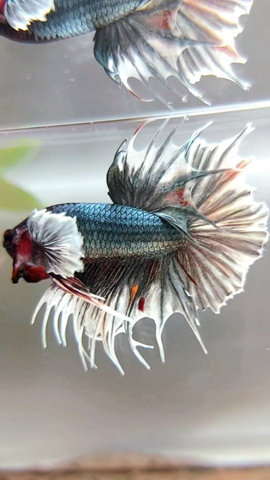 CROWNTAIL SUPER DUMBO EAR COPPER ARMY BETTA FISH