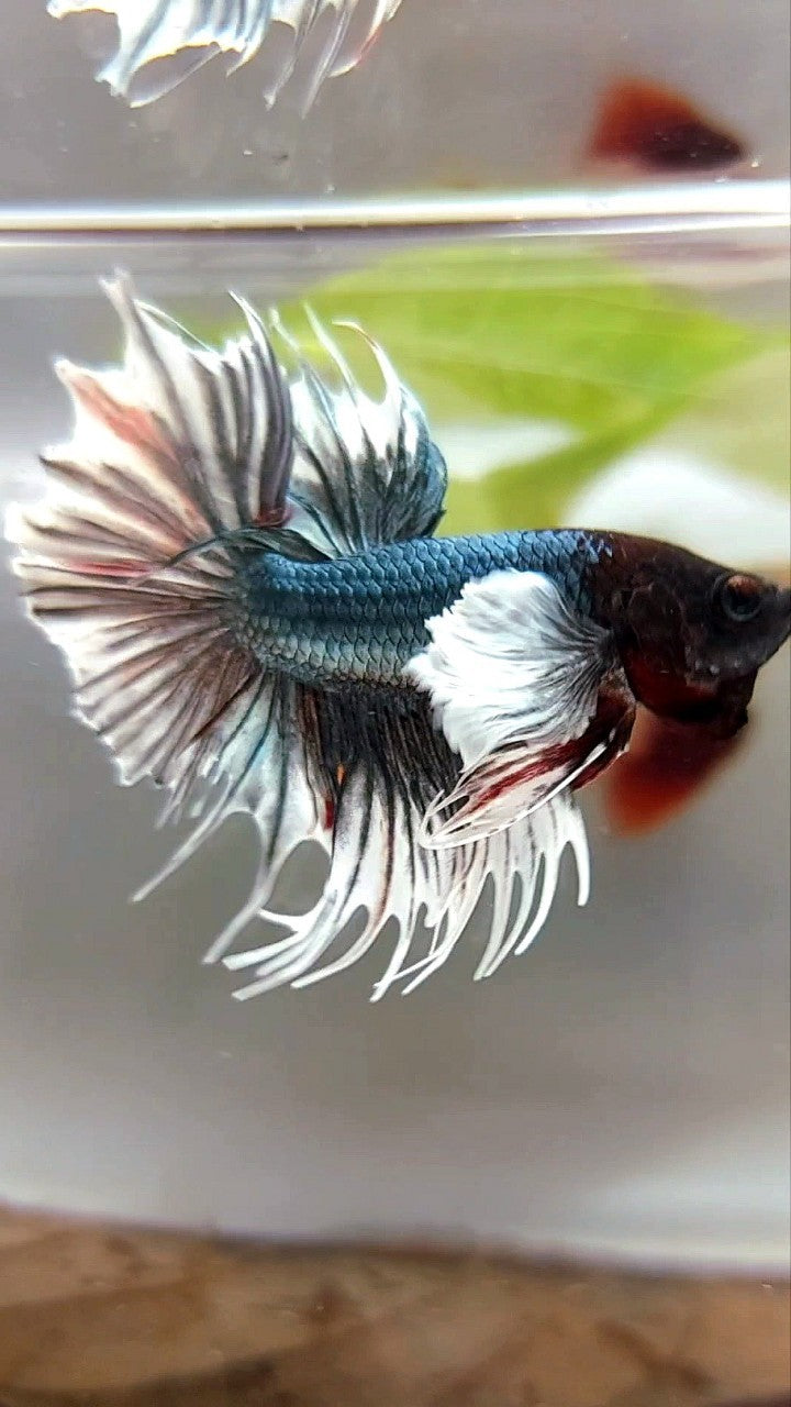 CROWNTAIL SUPER DUMBO EAR COPPER ARMY BETTA FISH