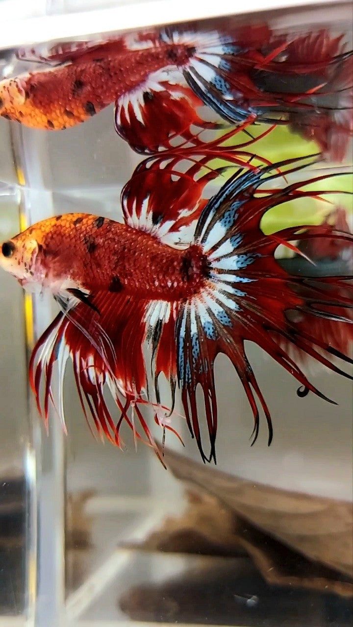 CROWNTAIL RED BLACK TIGER PATTERN MULTICOLOR BETTA FISH