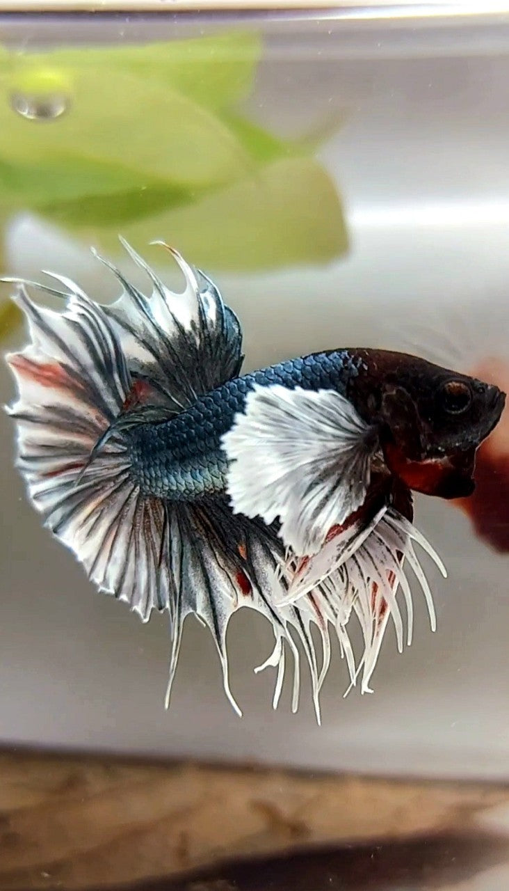 CROWNTAIL SUPER DUMBO EAR COPPER ARMY BETTA FISH