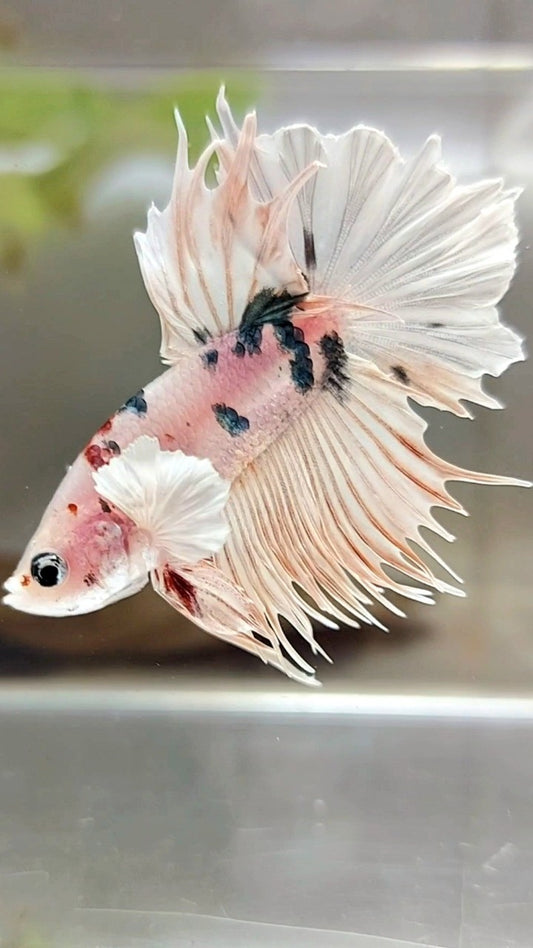 CRONTAIL DUMBO EAR WHITE MULTICOLOR BETTA FISH