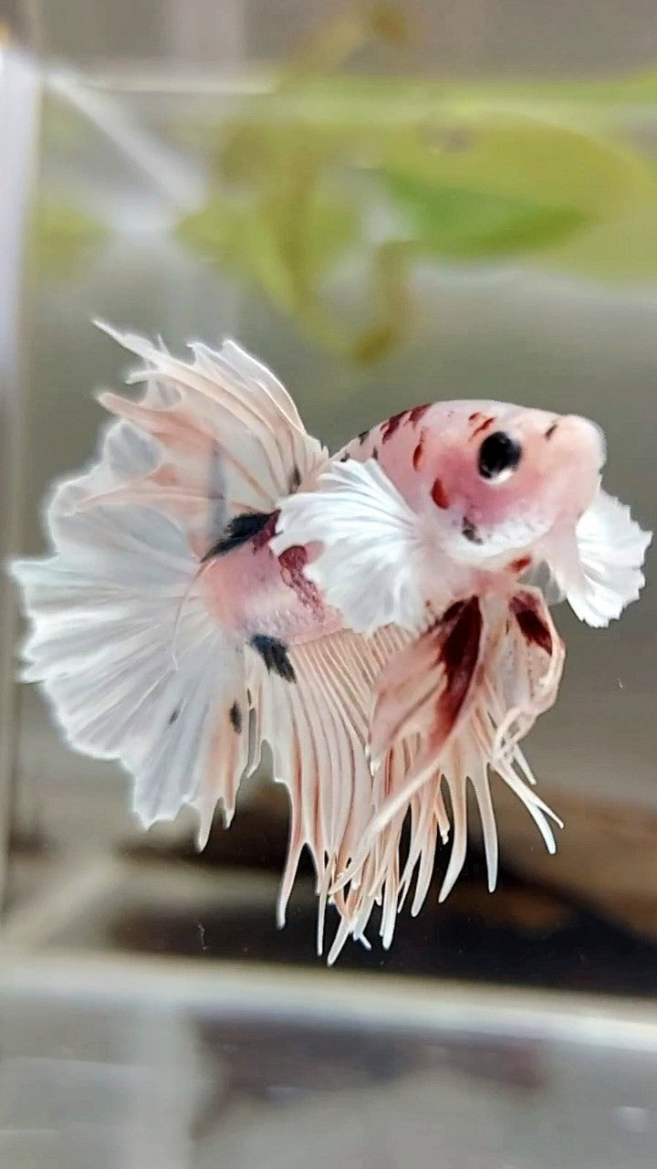 CRONTAIL DUMBO EAR WHITE MULTICOLOR BETTA FISH