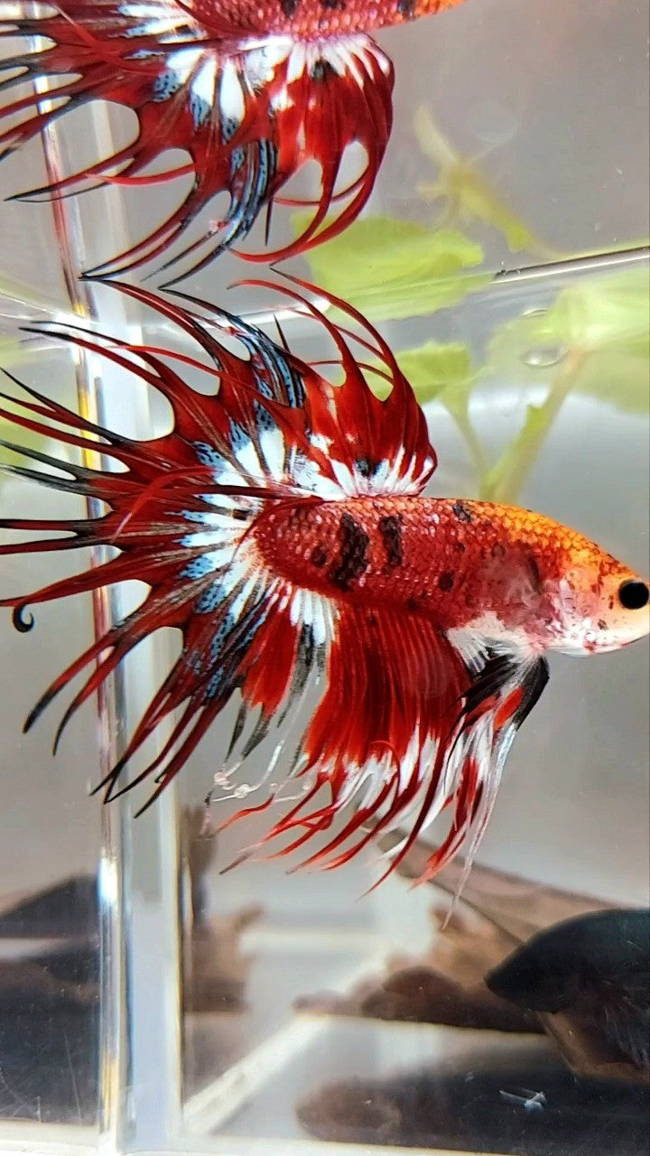 CROWNTAIL RED BLACK TIGER PATTERN MULTICOLOR BETTA FISH
