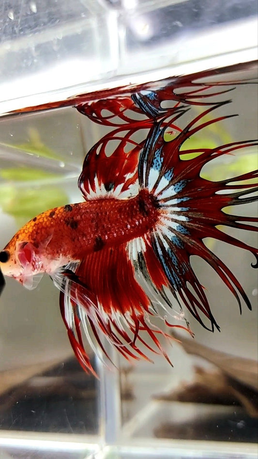 CROWNTAIL RED BLACK TIGER PATTERN MULTICOLOR BETTA FISH
