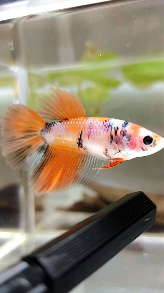 WEIBLICHER HALFMOON ORANGE KOI MEHRFARBIGER BETTA-FISCH