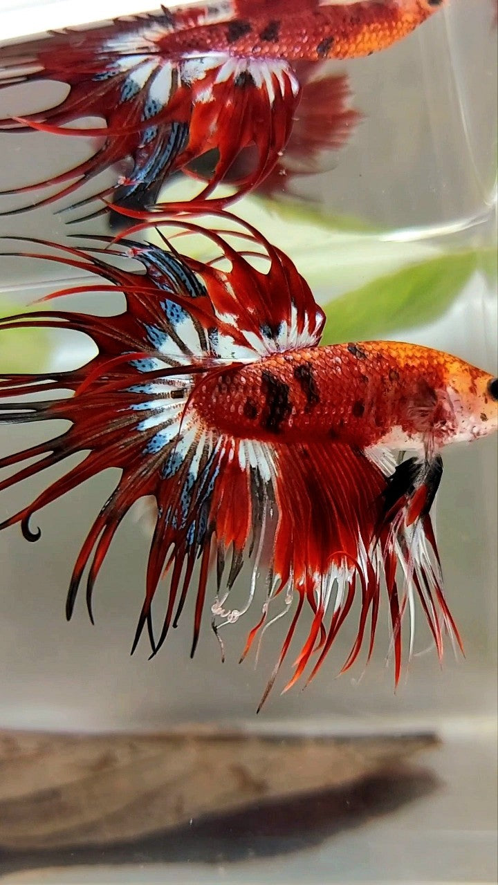 CROWNTAIL RED BLACK TIGER PATTERN MULTICOLOR BETTA FISH