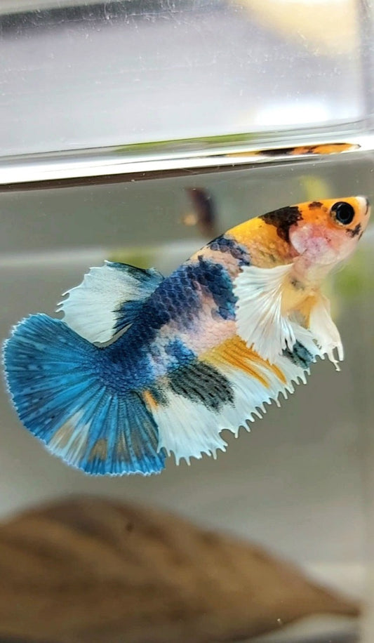 WEIBLICHER HALFMOON CROWNTAIL DUMBO EAR BLAU GELB MULTICOLOR SELTENER BETTA-FISCH
