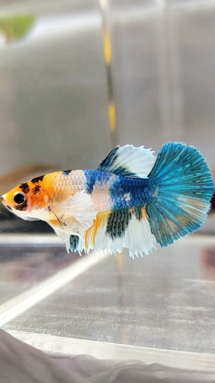 FEMALE HALFMOON CROWNTAIL DUMBO EAR BLUE YELLOW MULTICOLOR RARE BETTA FISH