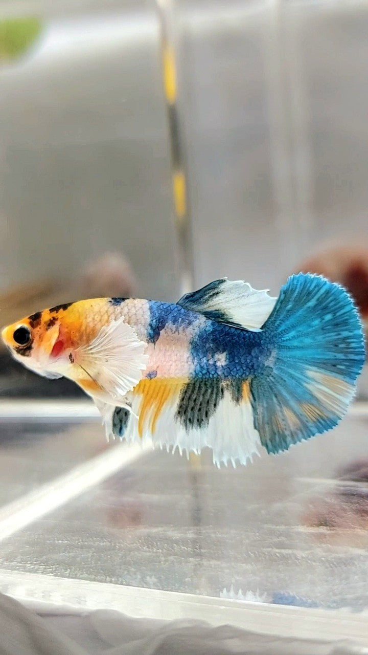 FEMALE HALFMOON CROWNTAIL DUMBO EAR BLUE YELLOW MULTICOLOR RARE BETTA FISH