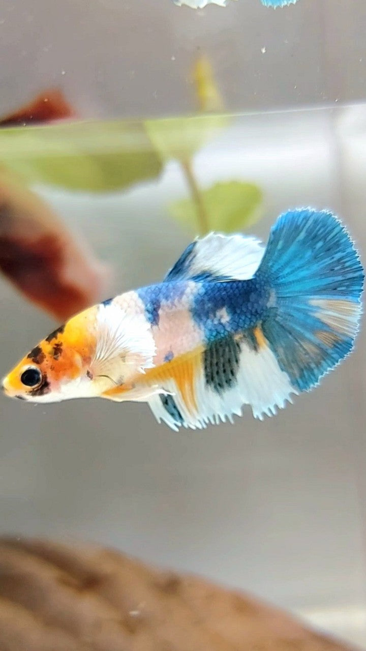 FEMALE HALFMOON CROWNTAIL DUMBO EAR BLUE YELLOW MULTICOLOR RARE BETTA FISH