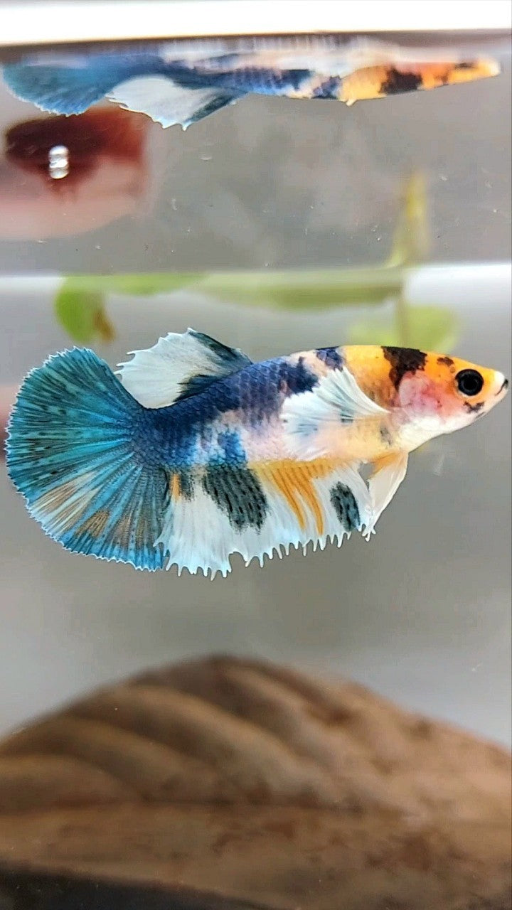FEMALE HALFMOON CROWNTAIL DUMBO EAR BLUE YELLOW MULTICOLOR RARE BETTA FISH
