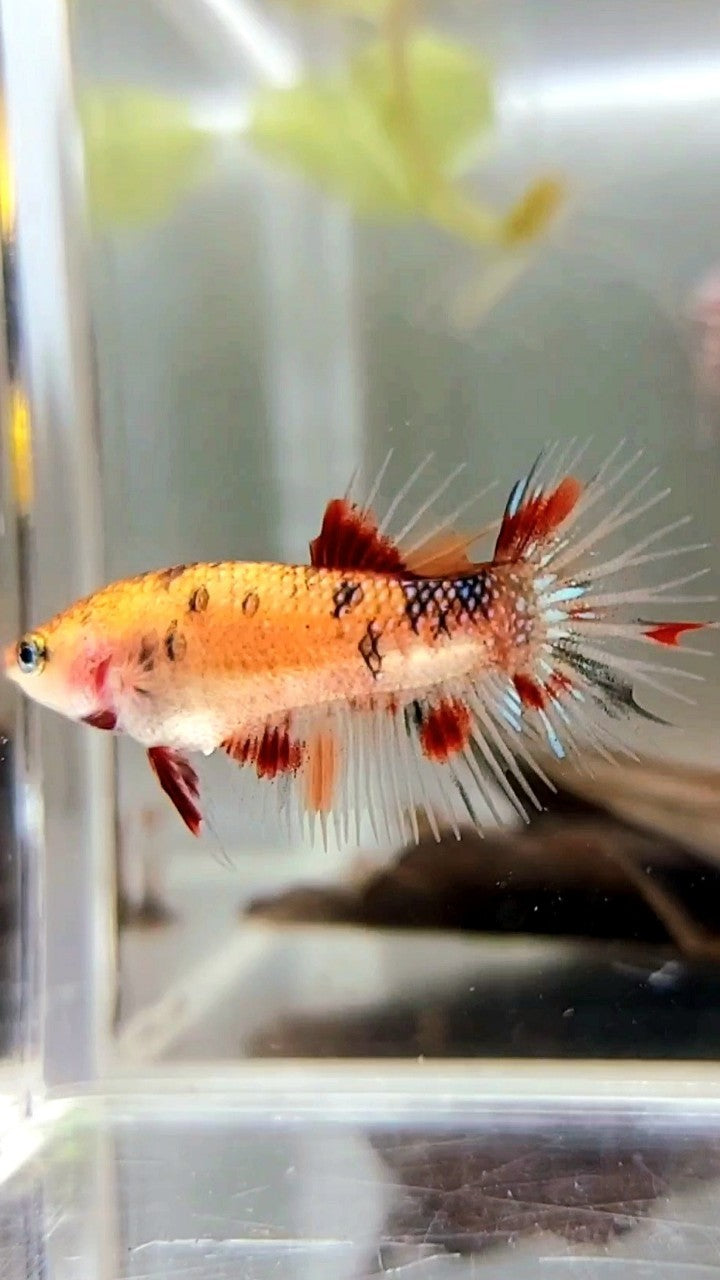 FEMALE CROWNTAIL KOI COPPER MULTICOLOR BETTA FISH