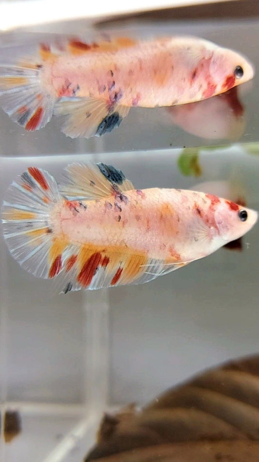 WEIBLICHER RIESENBO 4CM PLAKAT KOI MEHRFARBIGER BETTA-FISCH
