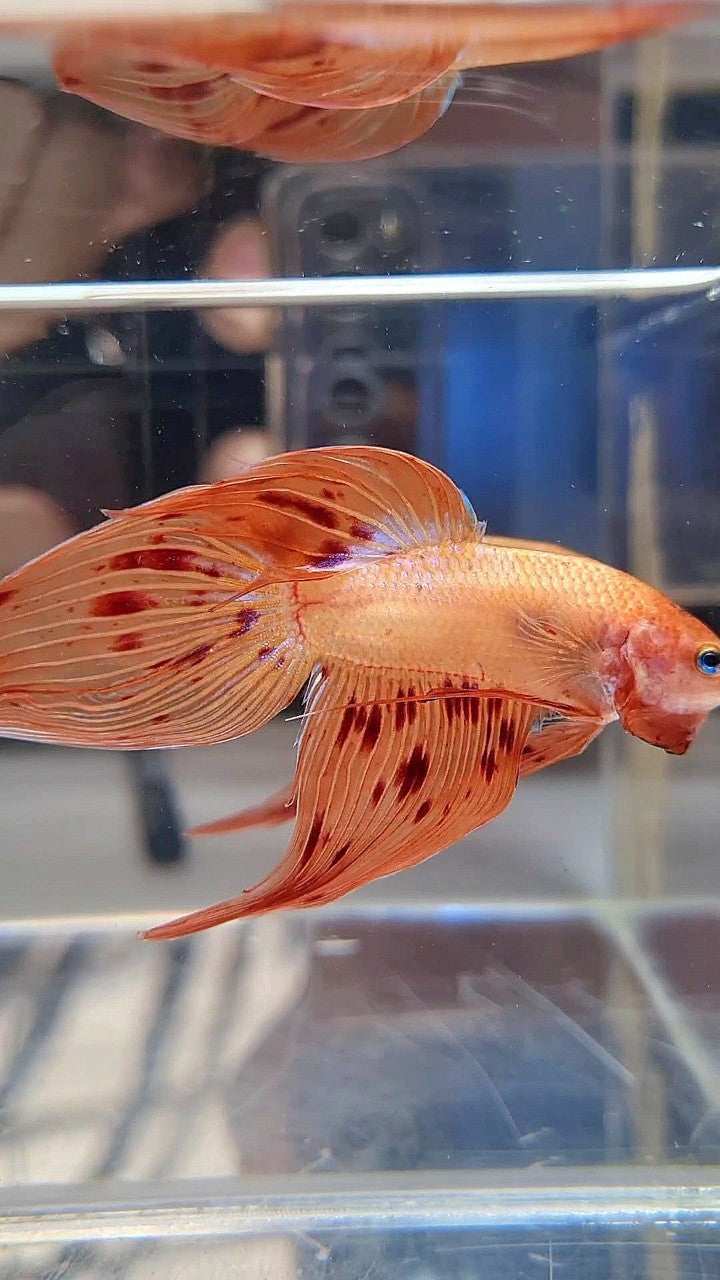 VEILTAIL ARMAGEDDON BETTA FISH