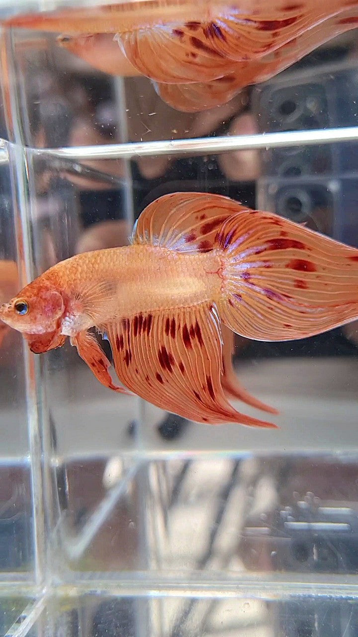 VEILTAIL ARMAGEDDON BETTA FISH