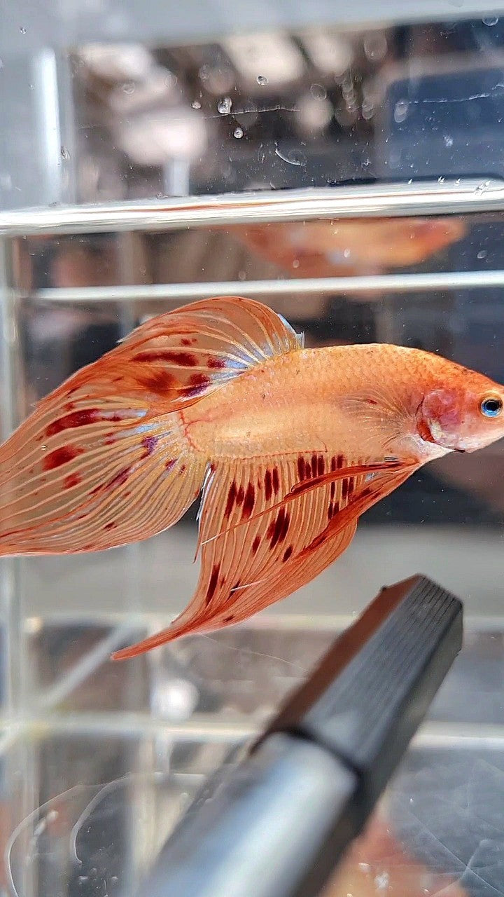 VEILTAIL ARMAGEDDON BETTA FISH