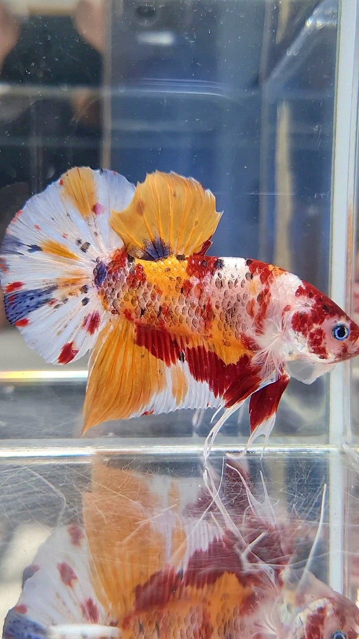GIANT PLAKAT BO 5,5CM+ ORANGE KOI MULTICOLOR BETTA FISH