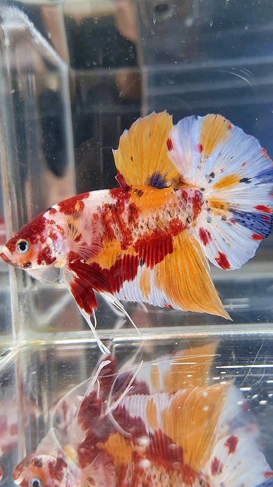 GIANT PLAKAT BO 5,5CM+ ORANGE KOI MULTICOLOR BETTA FISH