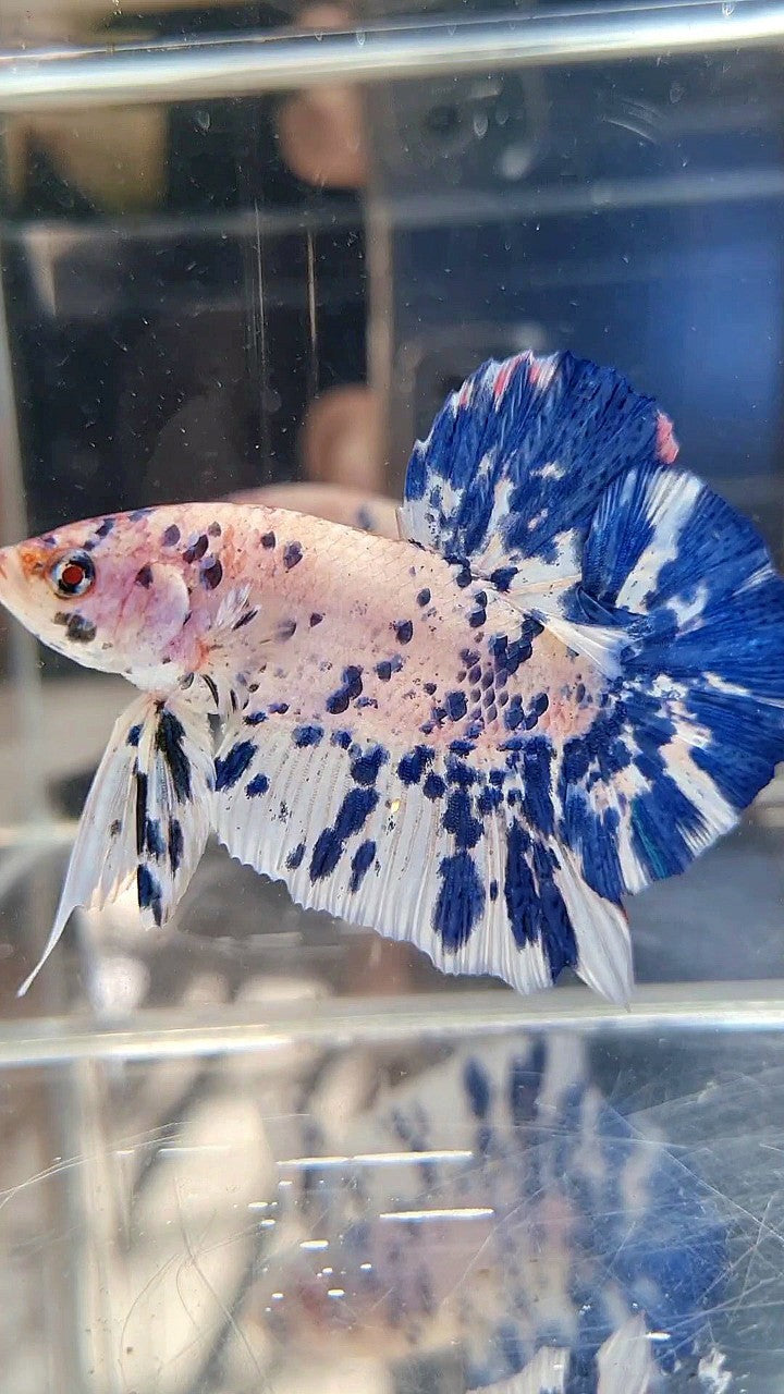 GIANT HMPK BO 5,5CM+ BLUE MARBLE DOTS SUPER TWO TONE BETTA FISH
