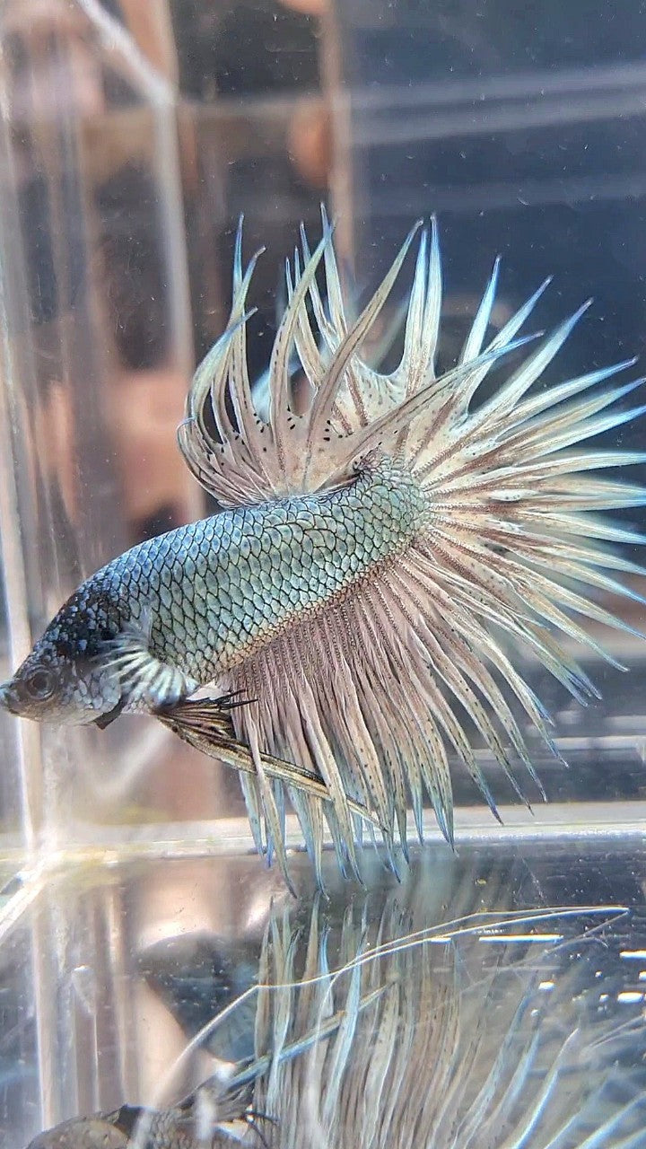 CROWNTAIL SUPER COPPER LIGHT SOLID BETTA FISH