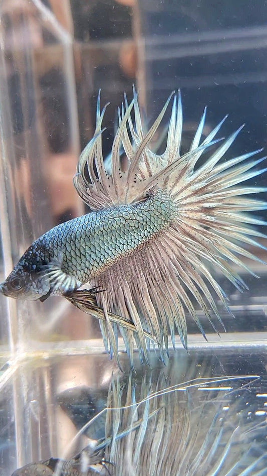 CROWNTAIL SUPER COPPER LIGHT SOLID BETTA FISH
