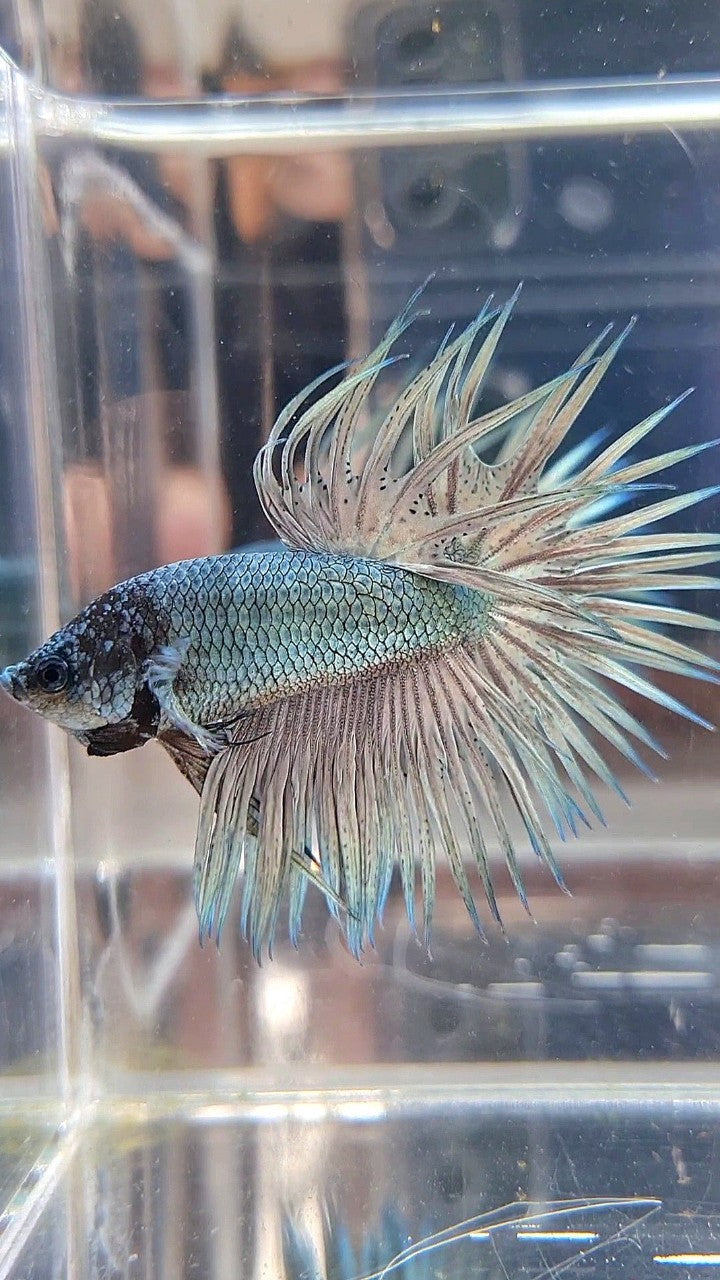 CROWNTAIL SUPER COPPER LIGHT SOLID BETTA FISH