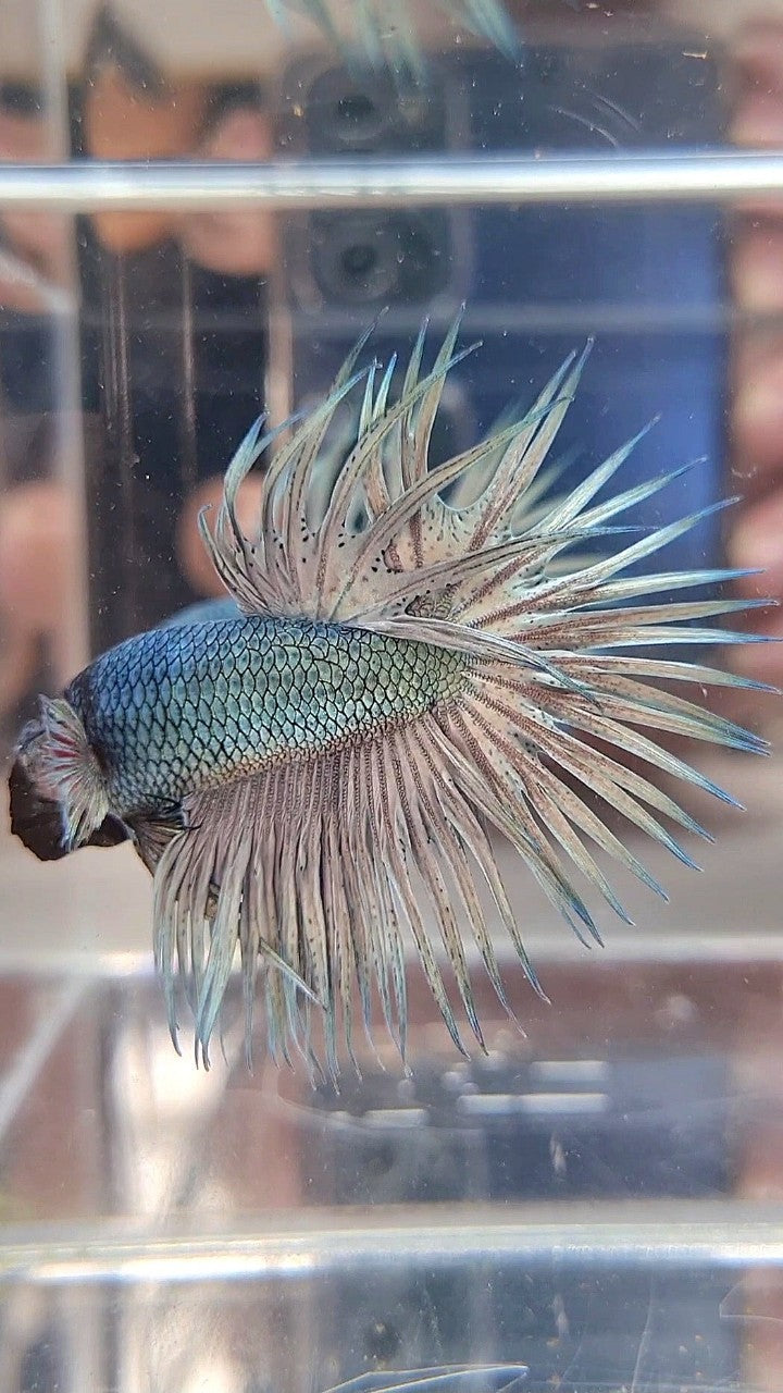 CROWNTAIL SUPER COPPER LIGHT SOLID BETTA FISH