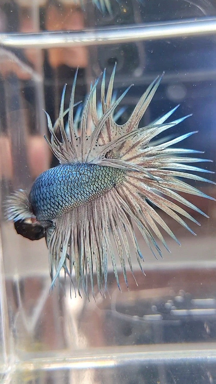 CROWNTAIL SUPER COPPER LIGHT SOLID BETTA FISH