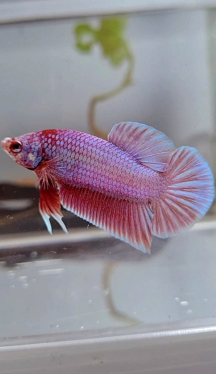 PLAKAT SUPER PINK UNICORN BETTA FISH