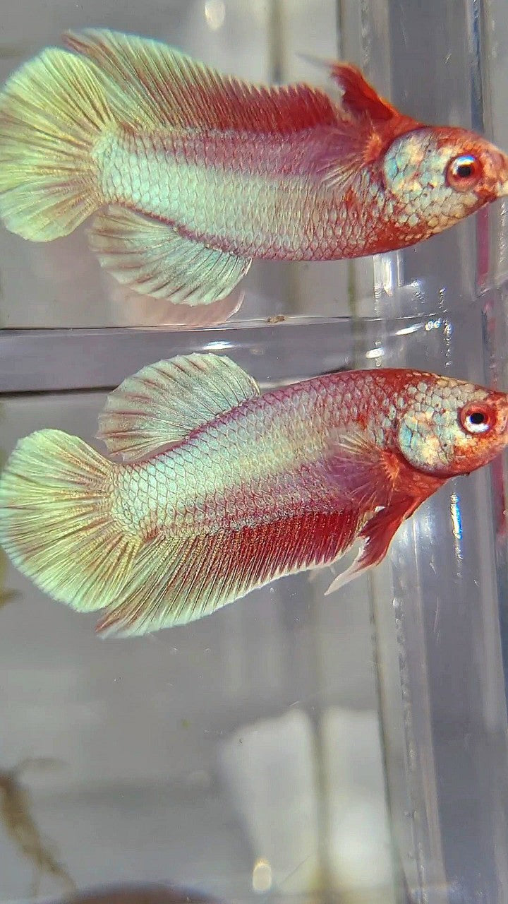 PLAKAT SUPER PINK UNICORN BETTA FISH